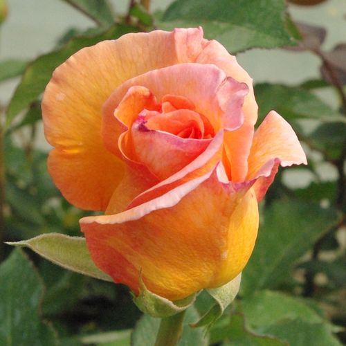 Rosa  Ariel - oranžová - Stromkové růže s květmi čajohybridů - stromková růže s rovnými stonky v koruně